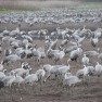 Some of the thousands of cranes we watched fill the sky,flying over us at Agmon HaChula, the once-drained, now-restored bird sanctuary lake visited by flocks migrating seasonally from Asia to Africa.